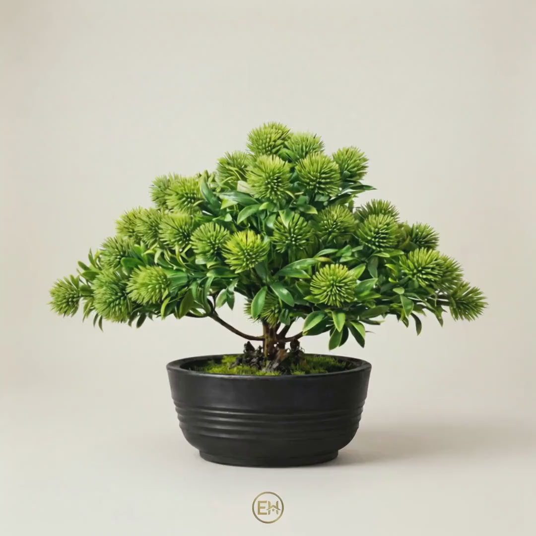 בונסאי ירוק יוקרתי|||Элегантное зеленое бонсай