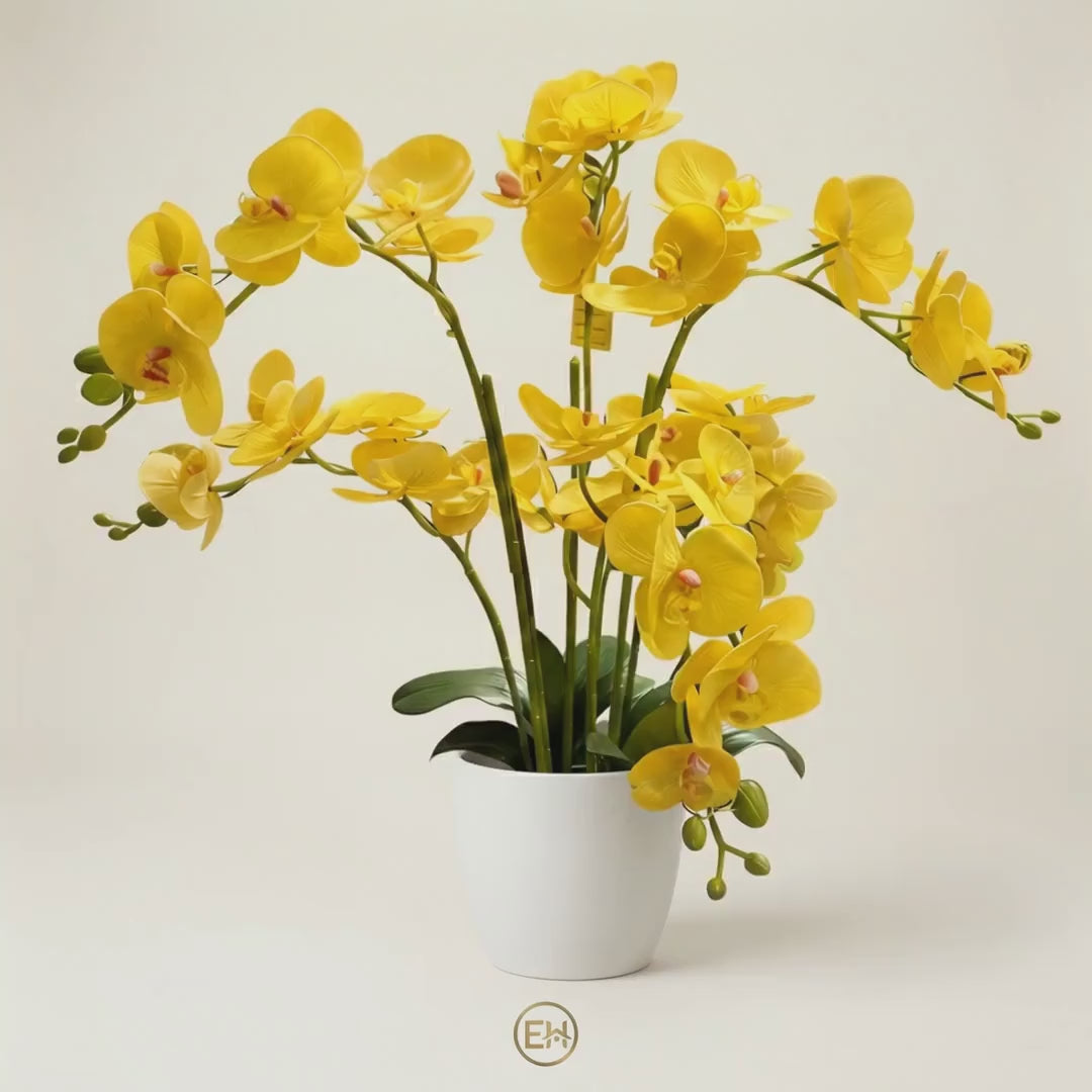 סחלב צהוב בעציץ לבן|||Желтый орхидея в белом горшке