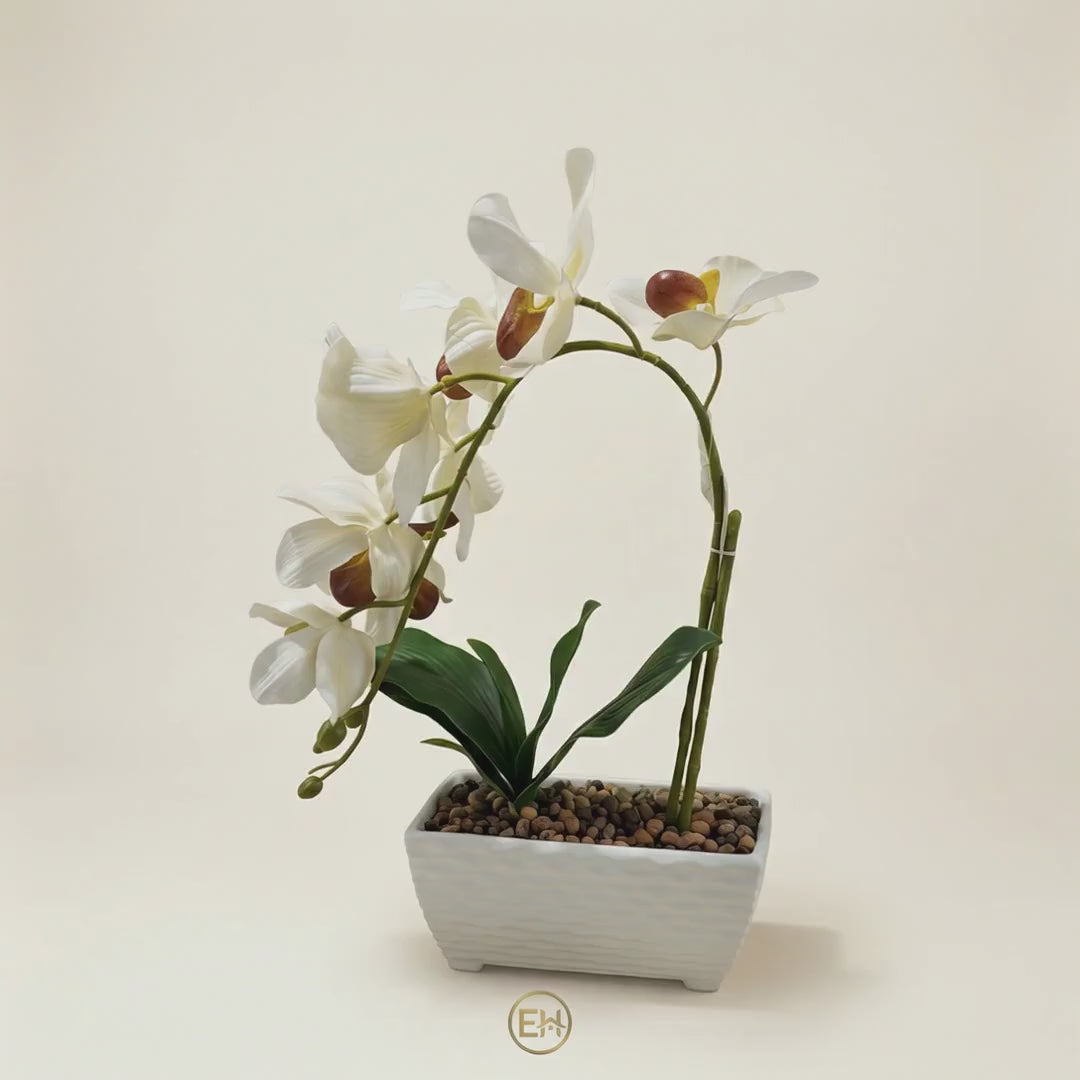 סחלב מלאכותי בסיר קרמיקה|||Искусственная орхидея в керамическом горшке
