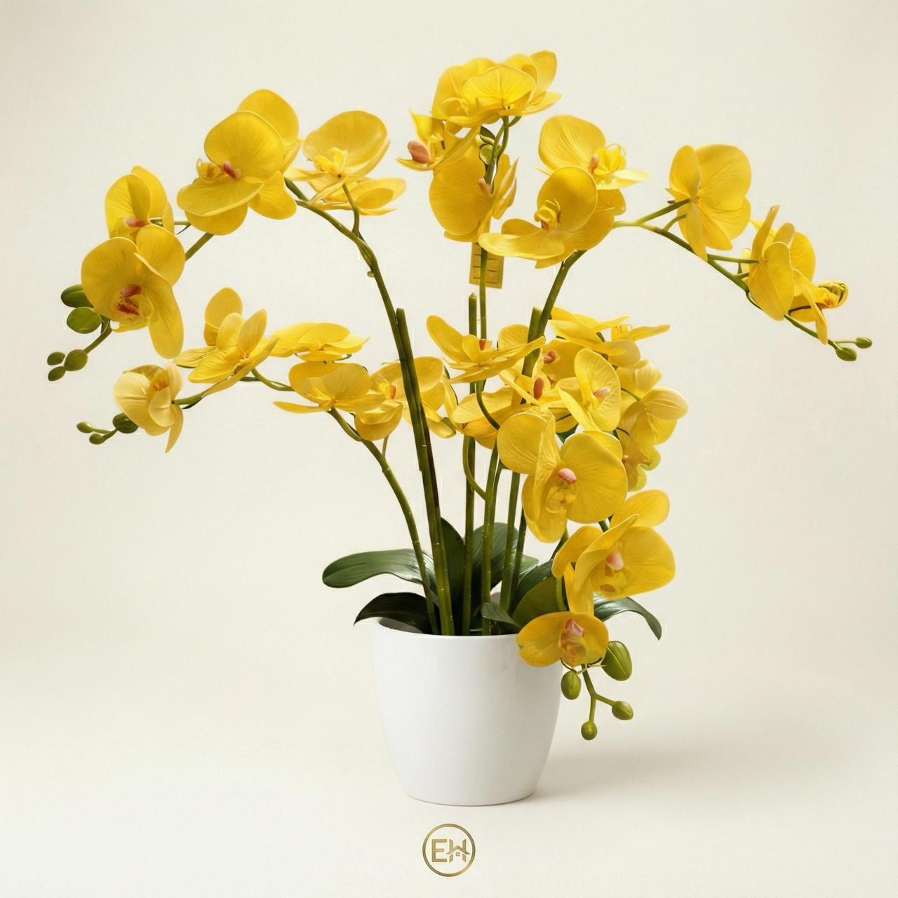 סחלב צהוב בעציץ לבן|||Желтый орхидея в белом горшке